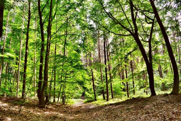 Waldweg - © Andreas-Hermsdorf / pixelio.de (rkn)