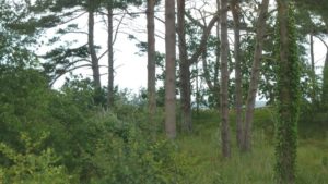 Rundwanderung von Baabe nach Göhren und zurück (Rügen)