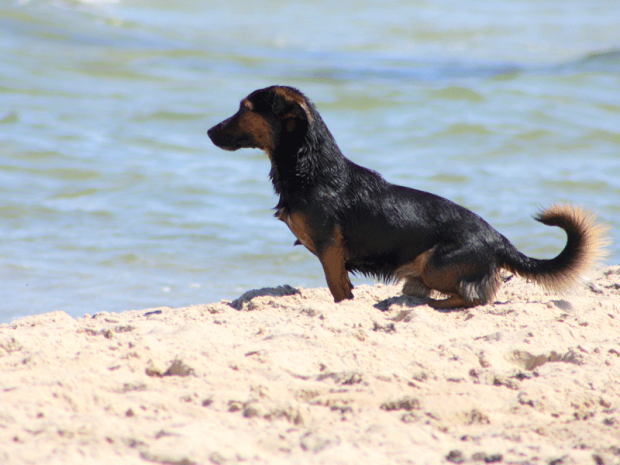 Auch für den treuen Gefährten gibt es hervorragende Hundestrände - Foto: InterDomizil GmbH