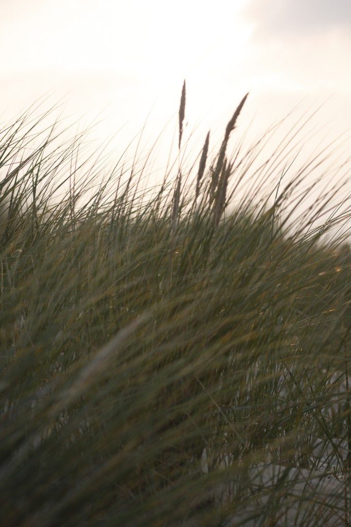 Dünen am Ostseestrand - Foto: InterDomizil GmbH