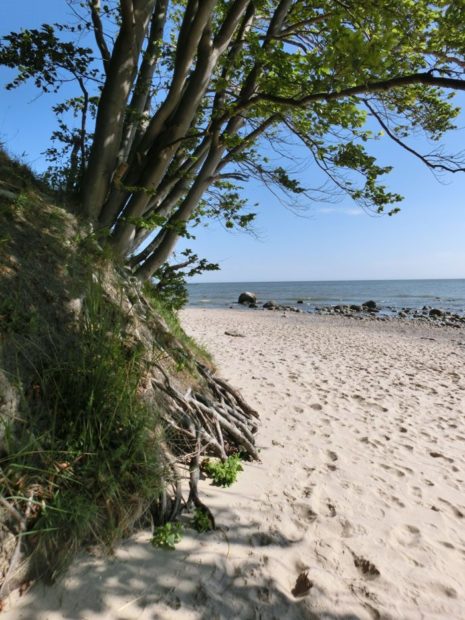 Faszinierend: "freiligende" Wurzeln, Baabe Strand (© Julia S. Hentschel)