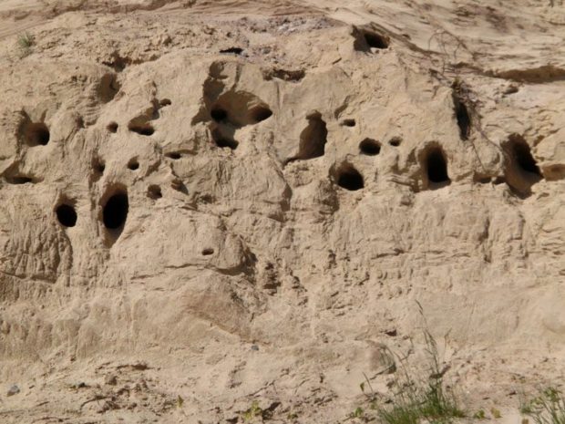 "Löcher" in der Sandwand - Zoom! (© Julia S. Hentschel)