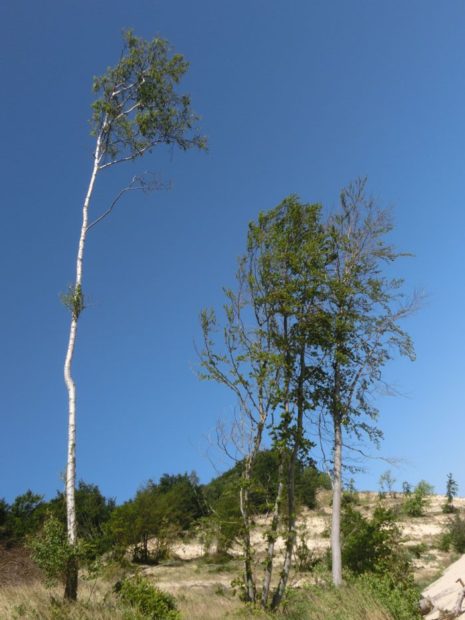 ein grader Baum... oder? (© Julia S. Hentschel)