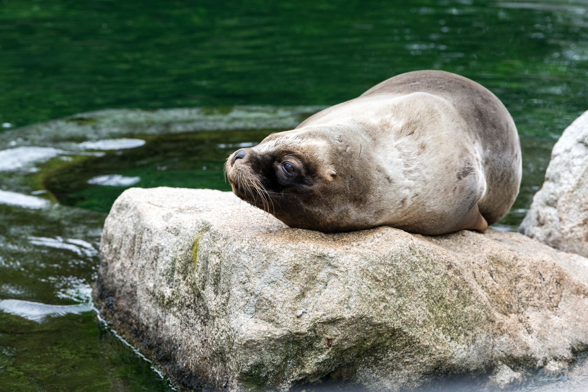 Städtetrip mit Kindern - Tierpark Hellabrunn - Mähnenrobbe