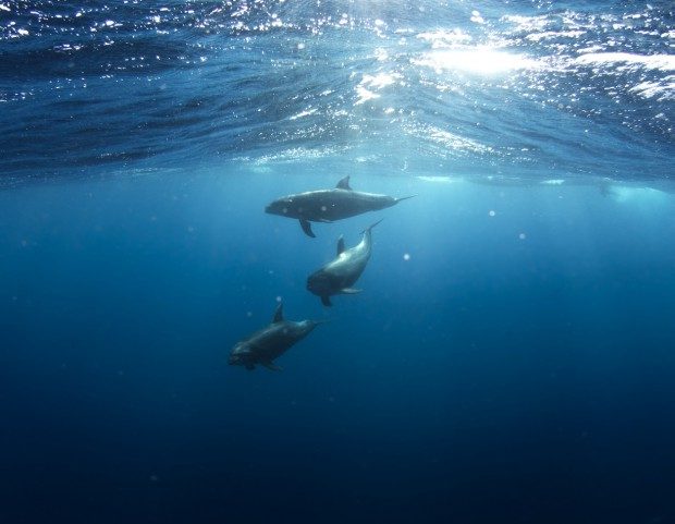 Delfine um Teneriffa - Foto: Talia Cohen (Creative Commons CC0)