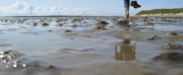 Wattenmeer-1 Wattenmeer-1
