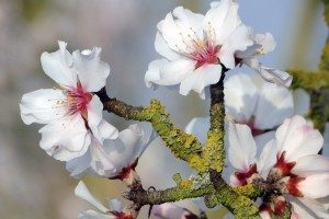almond-blossom-689854_1920 Mandelblüten (Pixabay, CC0)