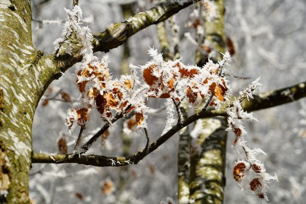 Buchenwälder m Winter erleben // Bild: Piabay (CC0)