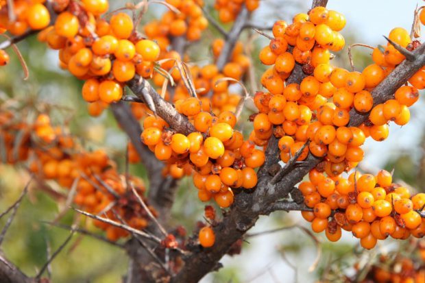 buckthorn-87845_1920