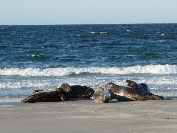 Robben am Strand - Foto: Pixabay,CC0