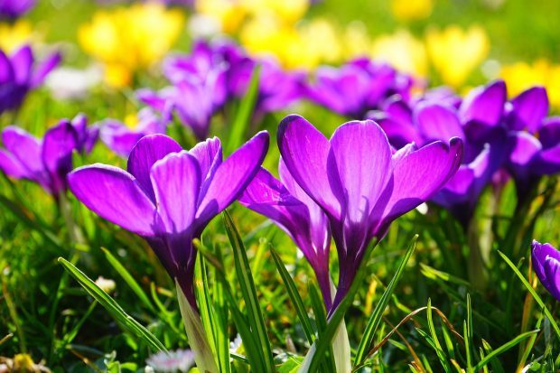 Der Frühling ist da! // Bild: Pixabay (CC0)