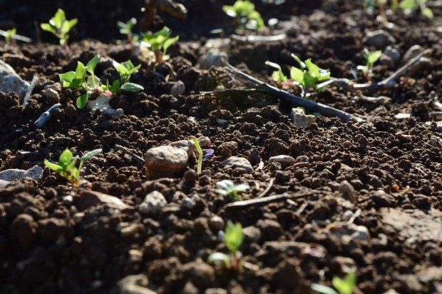 Frühling - wenn die ersten Knospen sich aus der Erde kämpfen