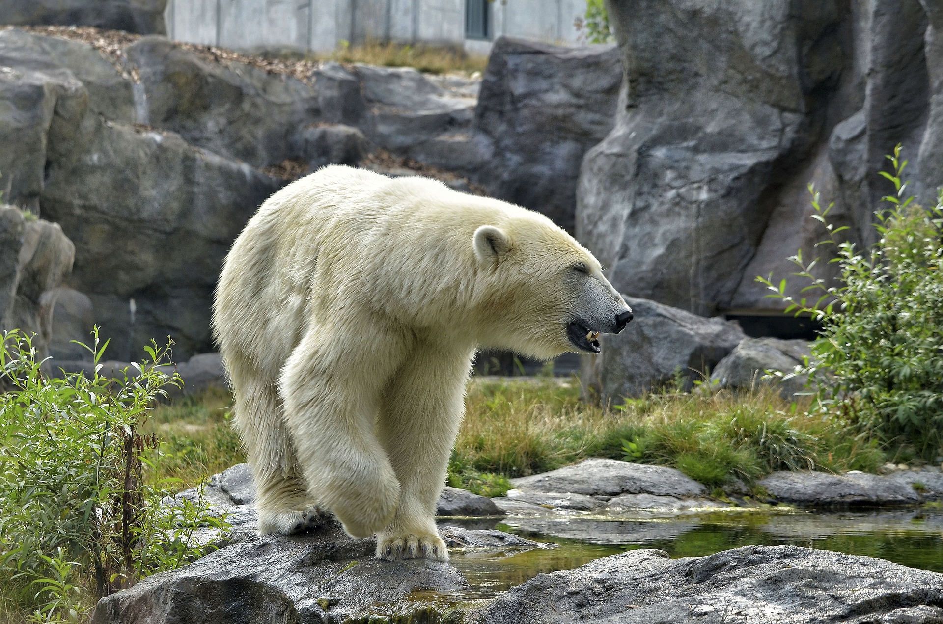 Der Zoo hat u.a. auch Eisbären