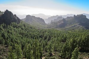 forest-1019246_960_720 forest-1019246_960_720