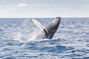 humpback-1209297_1920 humpback-1209297_1920