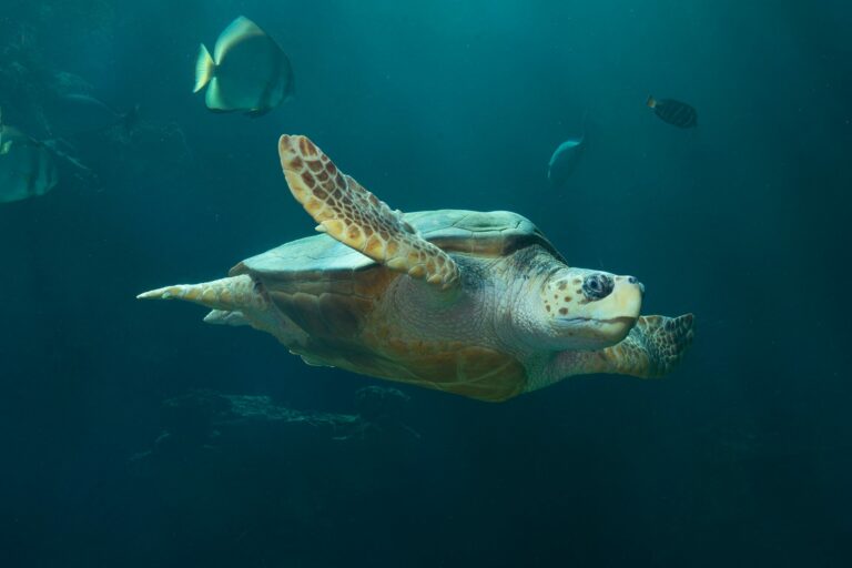 Meeresschildkröte im Meeresmuseum