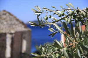 olives-1788247_1920 olives-1788247_1920