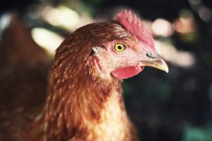 Tiere hautnah auf der Insel Rügen - Foto: Désirée Fawn (CC0)