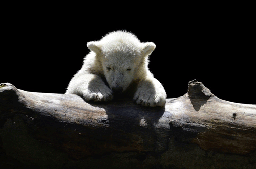 So wie dieser kleine Kerl wird auch der Rostocker Bärenjunge seine Welt entdecken // // Bild: Pixabay (CCo)