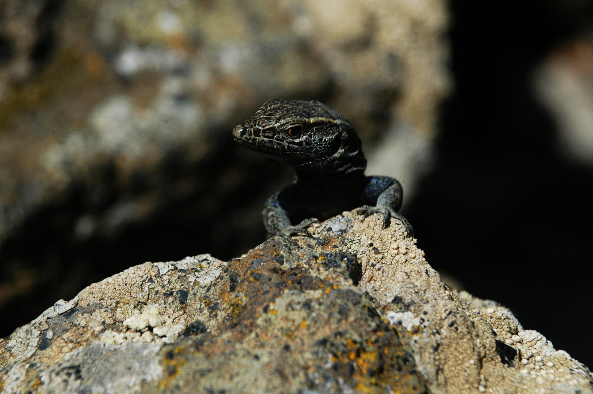 Rieseneidechse auf El Hierro