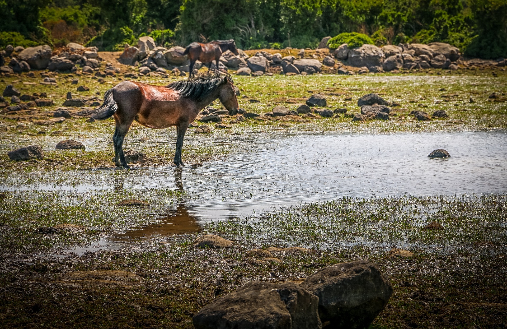 Wildpferde im Nationalpark Giara di Gesturi