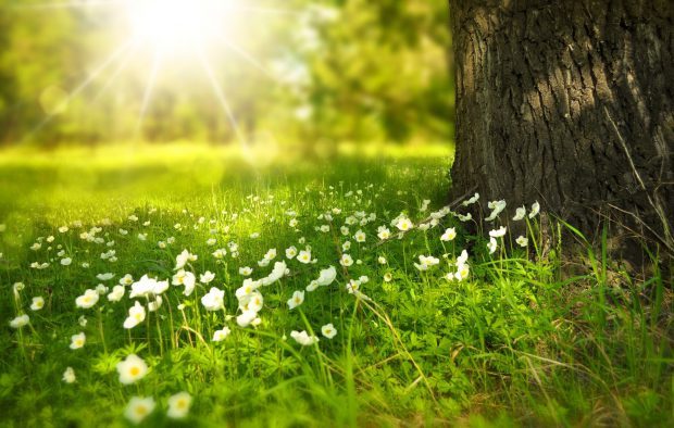 Es wird Frühling auf Juist // Bild: Pixabay (CC0)