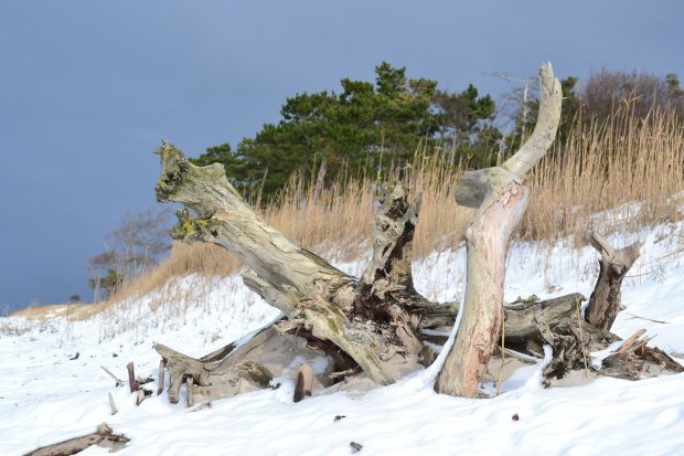 Schneebdeckter Ostseestrand - ein Anblick, der lohnt // Bild: Pixabay (CC0)